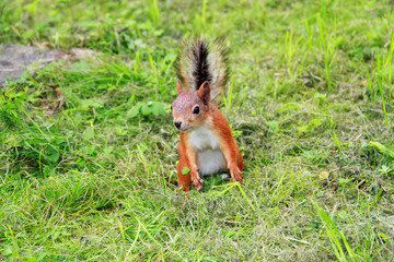 squirrel on a grass