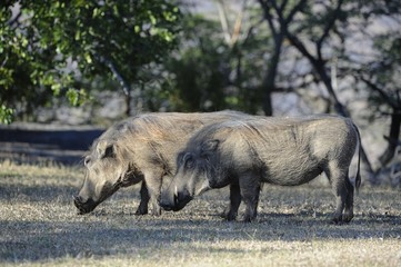 Warthog (Phacochoerus aethiopicus), Umfolosi game reserve,