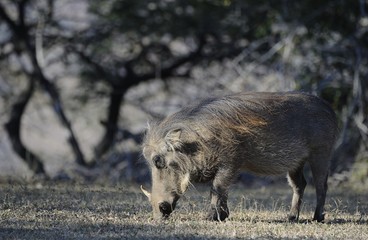 Warthog (Phacochoerus aethiopicus), Umfolosi game reserve,