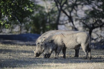Warthog (Phacochoerus aethiopicus), Umfolosi game reserve,