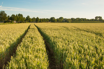 Tractor tracks in a cornfield