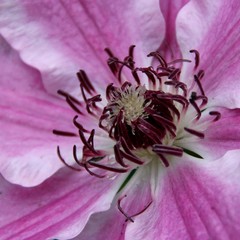 Inside view of a beautiful fully bloomed Clematis flower