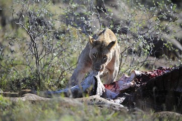 Lionesses (Panthera leo), feeding on carcass,