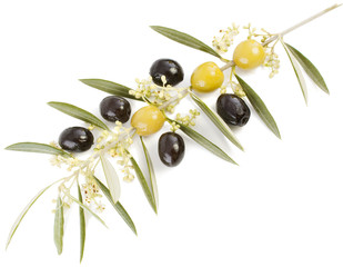olive and  blossom