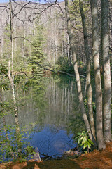 Forest Pond