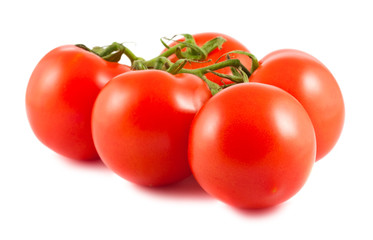 Branch of tomatoes