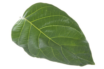 morinda citrifolia leaf
