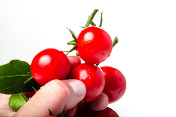 hand holding tomatoes