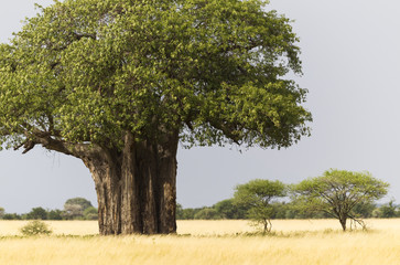 African Baobab