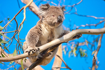 koala tree