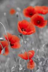 Wall murals Best sellers Flowers and Plants red poppies on b/w field