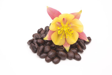 Fototapeta na wymiar Tropikalny kwiat na ziarna kawy