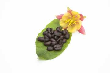 Coffee beans on a leaf with yellow and pink flower