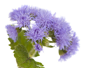 Little fluffy corn-flowers
