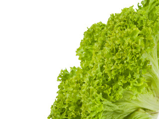 Obraz premium Salad leaves
