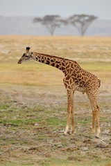 Giraffa