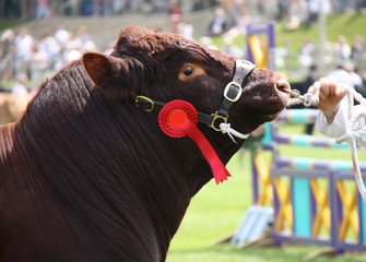 A Large Powerful Championship Winner Brown Bull.