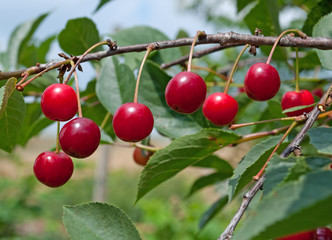 Sauerkirschen - Prunus cerasus