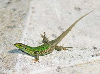 lizard's sunbath