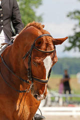 Obraz premium pferdekopf