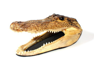Mounted American Alligator
