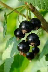 Black currant