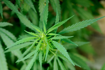 Marihuana leafs