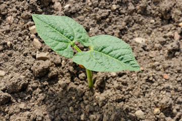 Beans plant sprout