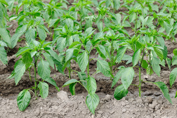 Pepper plantation