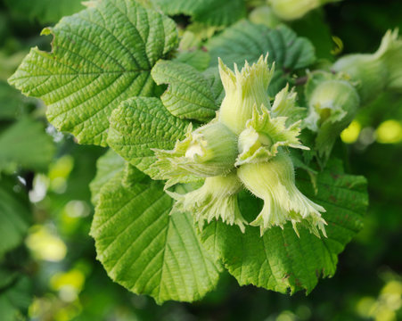 Fresh green hazelnuts