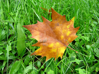 Bright autumn leaf on a green grass, contrast