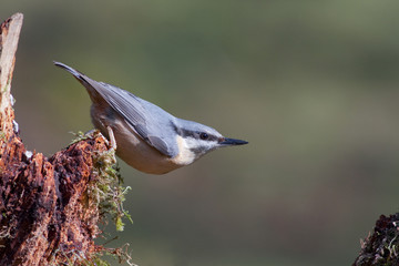 Nuthatch