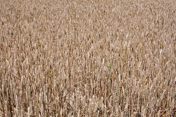Wheat background