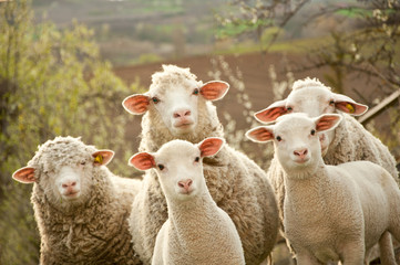 Sheep on pasture - obrazy, fototapety, plakaty