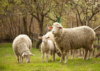 Naklejka na ściany i meble Owce na pastwisku