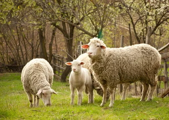 Photo sur Plexiglas Moutons Moutons au pâturage