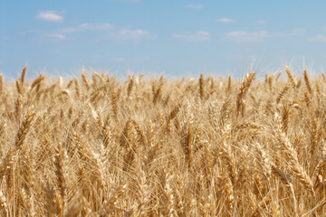 Wheat field and blue sky