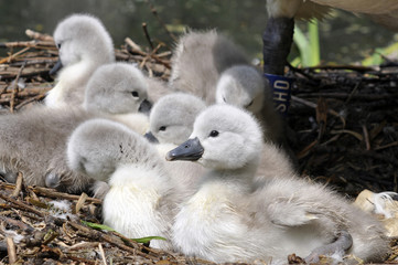 Mute Swan Nest And Cygnets