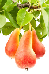 three pears