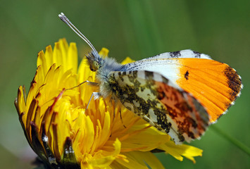 Orange Tip Butterfly Male