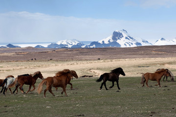 Iceland - horses