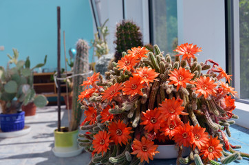 Obraz premium Torch cactus blooms flowers. Echinopsis huascha.