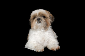 Hunde-Shih-Tzu 0931Q