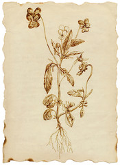 plants and flowers from garden - hand drawing (pansy flower)