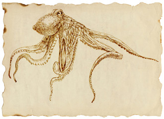 Drawing (uncompromising) octopus on the old paper