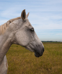 Profile of a gray horse head