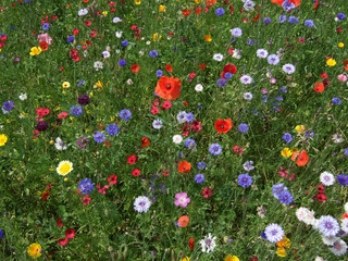 Very colorful wild flower meadow