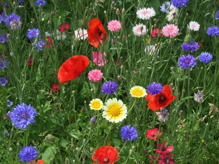 Wild flower meadow with poppies and cornflowers