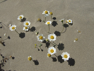 Daisies on beach
