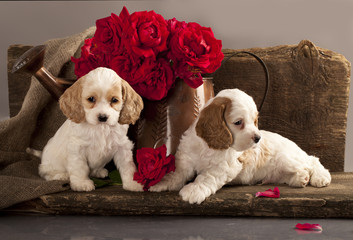 Cocker Spaniel puppies and flower red rose